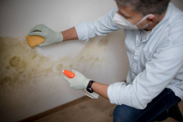 Best Mold Testing and Inspection Services in North Lima, OH