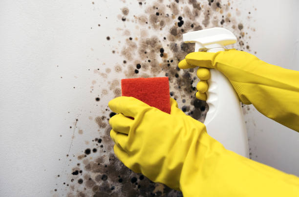 Best Insurance-Related Mold Remediation in North Lima, OH